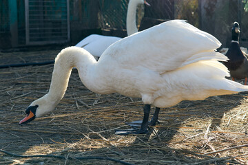 White swan in the zoo enclosure