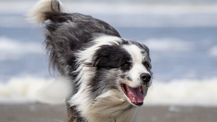 australian shepherd dog on the beach, beautifull eyes. Dog on the beach. 
