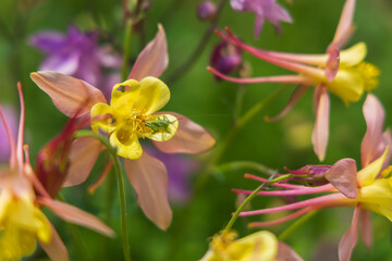 Beautiful colorful flowers in natural wild garden. Nice bokeh