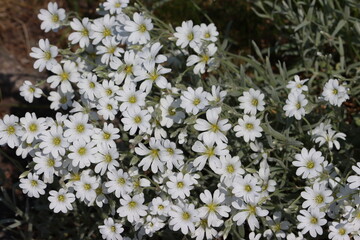 Sweden. Cerastium tomentosum (snow-in-summer) is an herbaceous flowering plant and a member of the family Caryophyllaceae. 