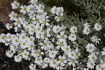 Sweden. Cerastium tomentosum (snow-in-summer) is an herbaceous flowering plant and a member of the...