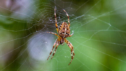 Spider