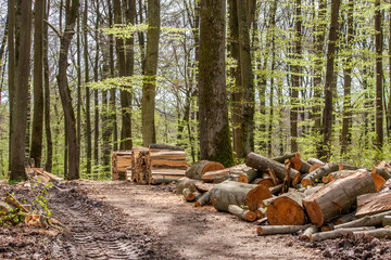 Wood harvest