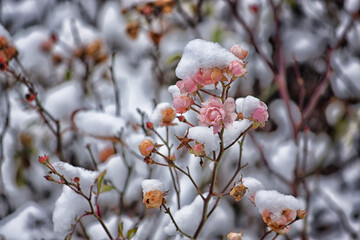 Premonition of wintertime