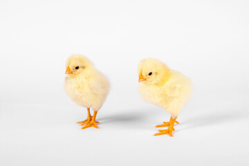 Two chicken yellow baby isolate on white background. Horizontal photo.
