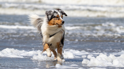 australian shepherd dog on the beach, beautifull eyes. Dog on the beach. space for text. White space.        
