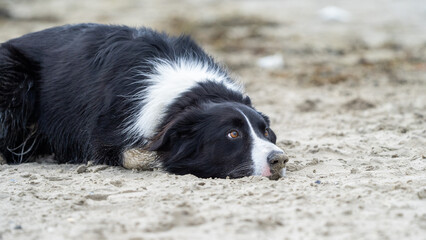 Border collie dog running in the water and enjoying the sun at the sand beach. Dog having fun at sea in summer.        
