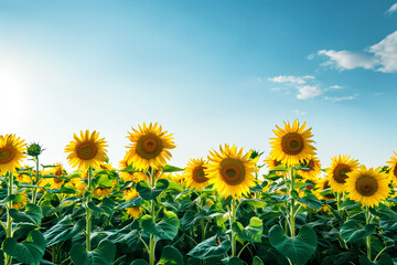 A vast field of sunflowers under a bright blue sky, their golden heads all turned toward the sun, with ample copy space on the right.