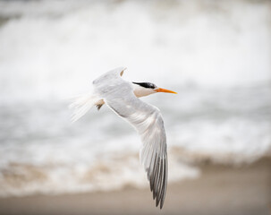 Flying Tern