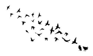 Flying birds silhouette flock. hand drawing. Not AI, Vector illustration
