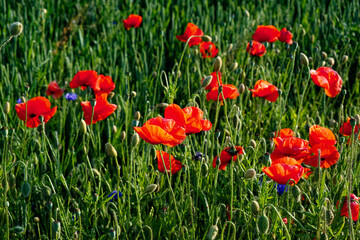 A cluster of bright, blooming red flowers.