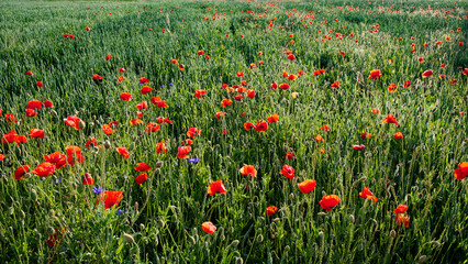 Red poppies and blue flowers bloom amidst tall green grass under sunlight.