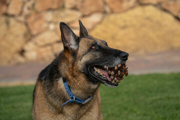 A German Shepherd Holding a Pine Cone