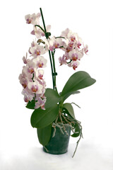 colorful flowers of Orchid phalaenopsis isolated