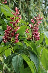 chestnut tree with red flowers at spring in park