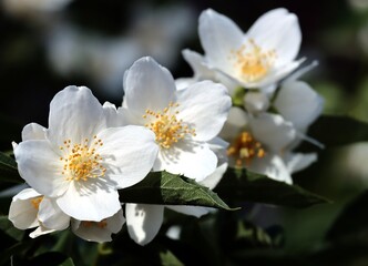 Obraz premium white fragrant flowers of jasmine shrub close up