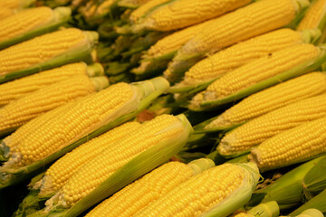Fresh corn sold in the market