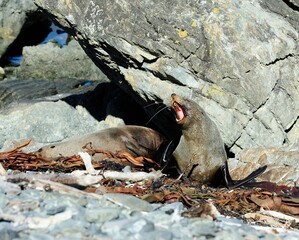 Twin Seal Fur pups watching you