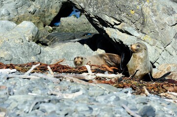Twin Seal Fur pups watching you