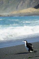 Australian pied cormorant on a black New Zealand beach
