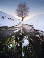 Winter Stream with Snow-Covered Banks and Bare Tree