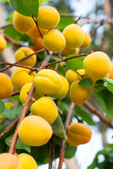 Apricot fruits on an apricot tree in spring
