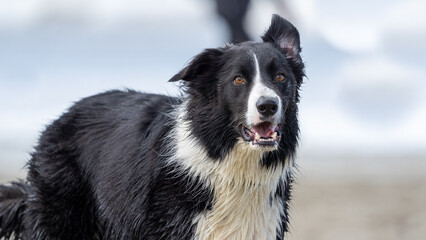Border collie dog running in the water and enjoying the sun at the sand beach. Dog having fun at sea in summer.        
