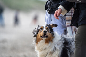 australian shepherd dog on the beach, beautifull eyes. Dog on the beach. space for text. White space.        

