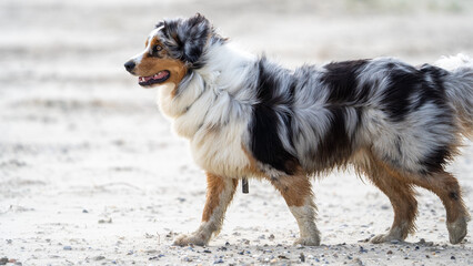 australian shepherd dog on the beach, beautifull eyes. Dog on the beach. space for text. White...