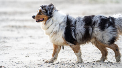 australian shepherd dog on the beach, beautifull eyes. Dog on the beach. space for text. White space.        
