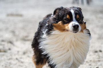 bernese mountain dog on the beach