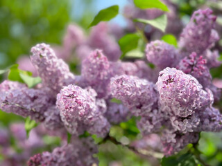 Lilac tree