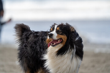 bernese mountain dog on the beach