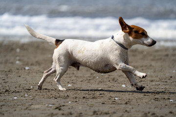 jack russell terrier running on beach