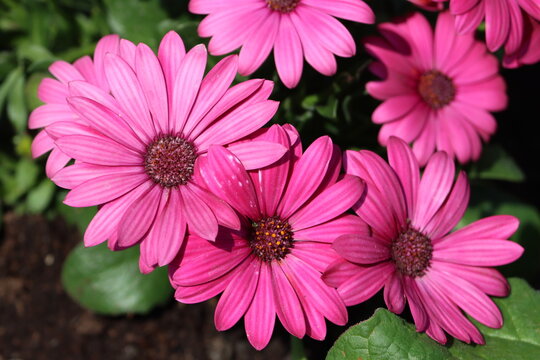 Sweden. Dimorphotheca ecklonis, also known as Cape marguerite, Van Staden's river daisy, Sundays river daisy, or star of the veldt, is a perennial ornamental plant that is native to South Africa.  