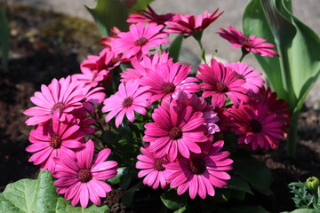 Sweden. Dimorphotheca ecklonis, also known as Cape marguerite, Van Staden's river daisy, Sundays river daisy, or star of the veldt, is a perennial ornamental plant that is native to South Africa.  