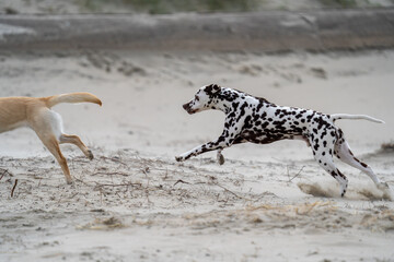 Dalmation dog at the beach enjoying the sun, playing in the sand at summertime