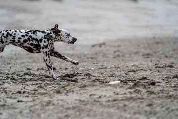 Dalmation dog at the beach enjoying the sun, playing in the sand at summertime