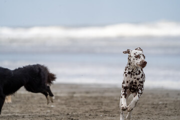 Dalmation dog at the beach enjoying the sun, playing in the sand at summertime