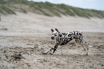 Dalmation dog at the beach enjoying the sun, playing in the sand at summertime