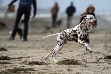 Dalmation dog at the beach enjoying the sun, playing in the sand at summertime