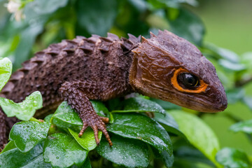 Red-eyed Crocodile Skink in rainforest