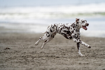 Dalmation dog at the beach enjoying the sun, playing in the sand at summertime