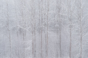 Frozen Trees in a Serene Winter Scene