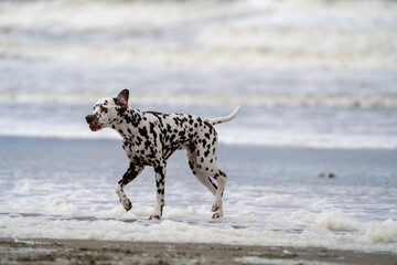 Dalmation dog at the beach enjoying the sun, playing in the sand at summertime