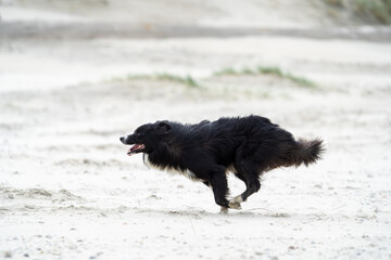 black dog on the beach having fun