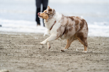 australian shepherd dog on the beach, beautifull eyes. Dog on the beach. space for text. White...