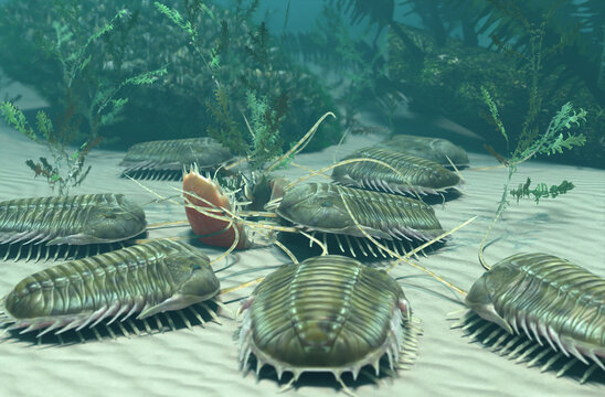 
A 3D illustration of a group of the extinct Trilobite Paradoxides scavenging on a carcass 500 million years ago.
