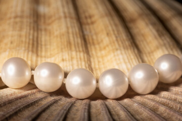 natural white sea pearls on a shell background very close-up
