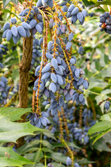 Close-up of blueberries hanging on Berberis bealei, or leatherleaf mahonia, species of evergreen shrub native to mainland China. Summer England